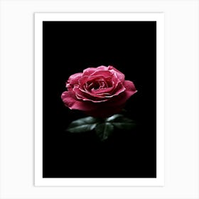 Pink Rose On Black Background 18 Art Print