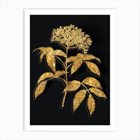 Vintage Elderberry Flowering Plant Botanical in Gold on Black n.0557 Art Print