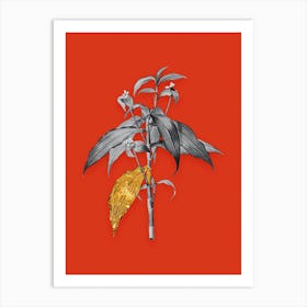 Vintage Commelina Zanonia Black and White Gold Leaf Floral Art on Tomato Red n.0327 Art Print