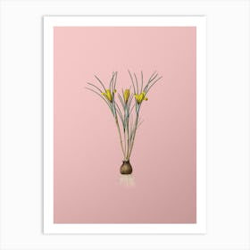 Vintage Cloth of Gold Crocus Botanical on Soft Pink n.0863 Art Print