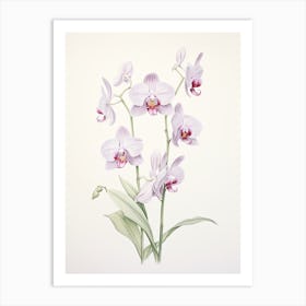 Orchids Flower Vintage Botanical 0 Art Print