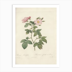 Rose Illustration, Pierre Joseph Redoute, Pierre Joseph Redoute(140) Art Print