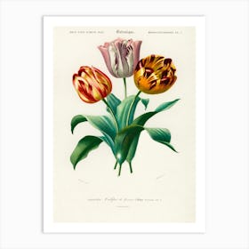 Didier's Tulip (Tulipa Gesneriana), Charles Dessalines D'Orbigny Art Print