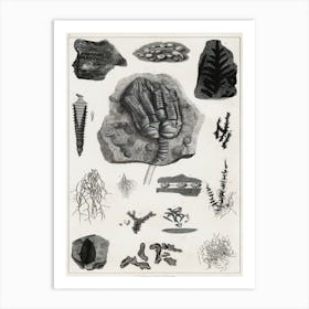 Collection Of Various Fossil, Oliver Goldsmith, 1 Art Print