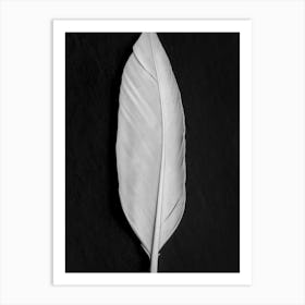 Feather Black and White_2191105 Art Print