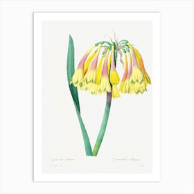 Antique Plant, Pierre Joseph Redoute 1 Art Print