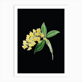 Vintage Dense Flowered Dendrobium Botanical Illustration on Solid Black n.0512 Art Print