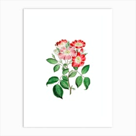 Vintage Rose Clare Flower Botanical Illustration on Pure White n.0813 Art Print
