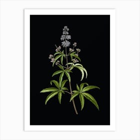 Vintage Chaste Tree Botanical Illustration on Solid Black Art Print