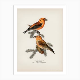 Red Crossbill (Loxia Curvirostra Bird), The Von Wright Brothers Art Print