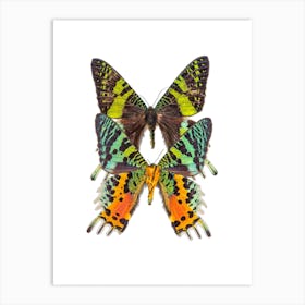Two Bright Colored Butterflies Art Print