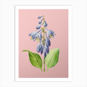 Vintage Blue Daylily Botanical on Soft Pink Art Print