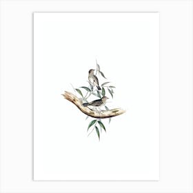 Vintage Little Chthonicola Warbler Bird Illustration on Pure White n.0402 Art Print