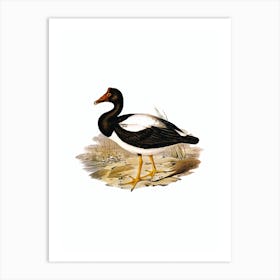 Vintage Magpie Goose Bird Illustration on Pure White Art Print