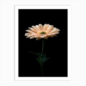 Gerbera Daisy 16 Art Print