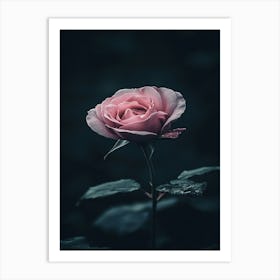 Dark Rose 55 Art Print