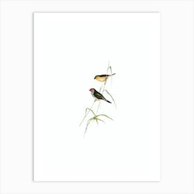 Vintage Red Tailed Finch Bird Illustration on Pure White n.0329 Art Print