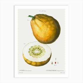 Pomelo, Pierre Joseph Redoute Art Print