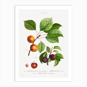 Apricot, Pierre Joseph Redoute Art Print