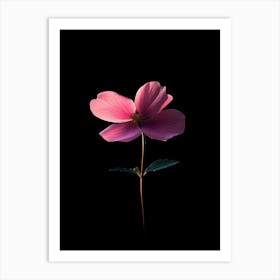 Pink Dogwood Flower On Black Background Art Print