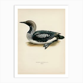 Black Throated Loon, The Von Wright Brothers 1 Art Print