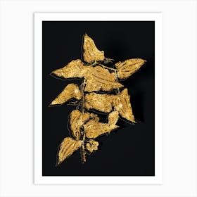 Vintage Common Smilax Botanical in Gold on Black n.0140 Art Print