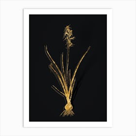 Vintage Hyacinthus Viridis Botanical in Gold on Black n.0331 Art Print