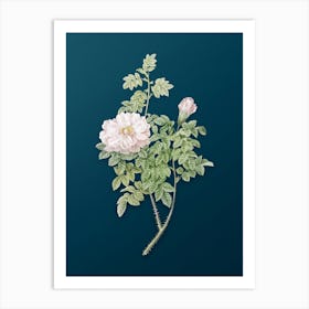 Vintage Ventenat's Rose Botanical Art on Teal Blue n.0037 Art Print