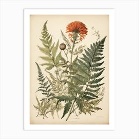 Painted Fern Wildflower Vintage Botanical Art Print Art Print