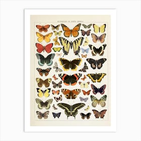 Butterflies Vintage Illustration Art Print