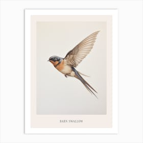 Vintage Bird Drawing Barn Swallow Poster Art Print