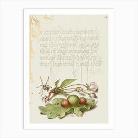 Spider, Sweet Cherry Flower, And English Oak Leaf With Galls From Mira Calligraphiae Monumenta, Joris Hoefnagel Art Print