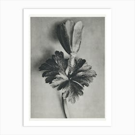 Windblume (1928), Karl Blossfeldt Art Print