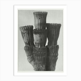 Winter Horsetail (1928), Karl Blossfeldt 2 Art Print