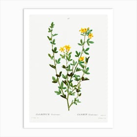 Yellow Jasmine, Pierre Joseph Redoute Art Print