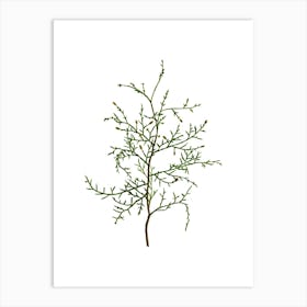 Vintage Sictus Tree Botanical Illustration on Pure White n.0733 Art Print