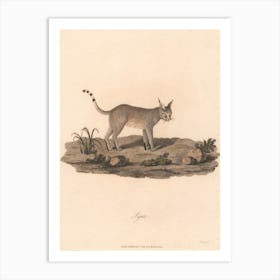 Lynx, James Heath Art Print