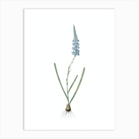 Vintage Ixia Cepacea Botanical Illustration on Pure White n.0159 Art Print