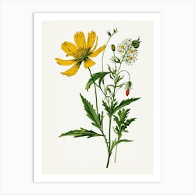 Vintage Botanical Galleria Style Wildflower Painting 14 Art Print