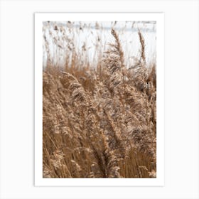 Pampas grass on the shore of a lake 4 Art Print