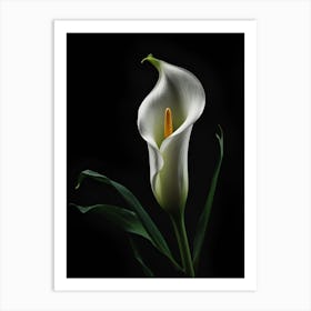 Calla Lily Art Print