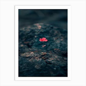 Flower On Rock 1 Art Print