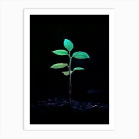 Green Plant In The Dark 3 Art Print