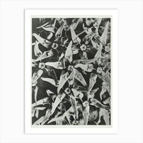 Showy Milkweed (1928), Karl Blossfeldt Art Print