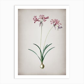 Vintage Nerine Botanical on Parchment n.0325 Art Print