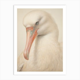Vintage Bird Drawing Albatross 1 Art Print