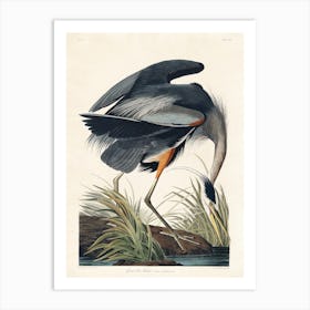 Great Blue Heron, Birds Of America, John James Audubon Art Print
