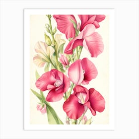 Pink Gladiolus Art Print