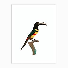 Vintage Black Necked Aracari Bird Illustration on Pure White Art Print