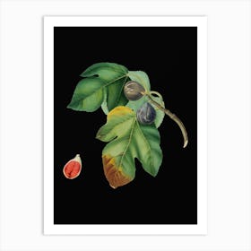 Vintage Fig Botanical Illustration on Solid Black Art Print